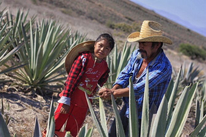 Artisanal Mezcal distillery in an authentic Zapotec village - Agave fields and the story behind the spirit