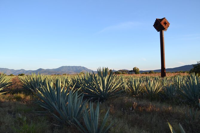 Baja’s Hidden Feast: From Smoky Mezcal to Seefood Cuisine - Santo Tomás and Ensenada’s wine connection