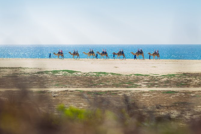 Cabo Beach Camel Ride, Mexican Buffet and Tequila Tasting - Tequila, mezcal, and a little Mexican culture
