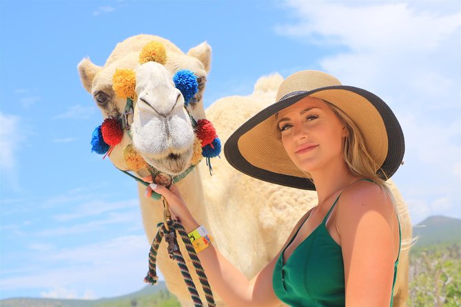Cabo Beach Camel Ride, Mexican Buffet and Tequila Tasting - The real cost and overall value