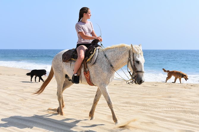Cabo Desert Off-Road & Beach Horseback Combo and Tequila Tasting - Beach horseback riding after the engines