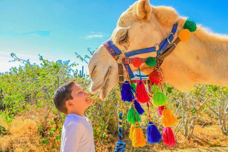 Cabo San Lucas: Camel Safari Tour with Lunch and Tequila - What the 20-minute camel ride is really like