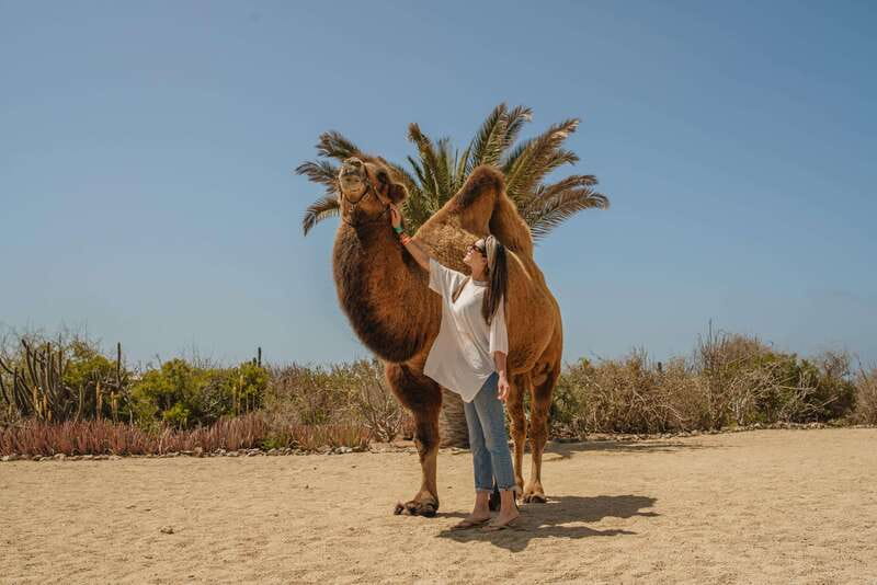 Cabo San Lucas: Camel Safari Tour with Lunch and Tequila - Tequila tasting without losing the Mexican character