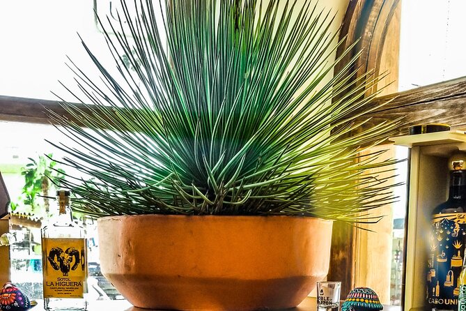 Cabo San Lucas Tequila Tasting Experience - Who will enjoy this Cabo activity most