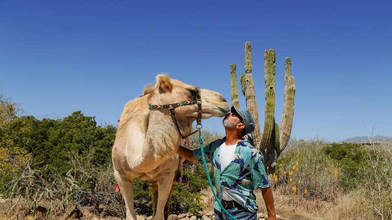 Cabo: Todo Santos Tour with Camel Ranch, Tequila and Lunch - Meeting the camels at Tierra Sagrada