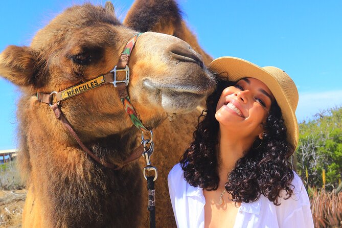 Camel Ride and UTV Combo Adventure, with Tequila Tasting - Why the camel ride is more than a novelty