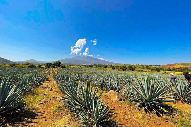 Cantaritos and Tequila Factory Tour - A Tequila Day That Mixes Factory Tour and Fiesta