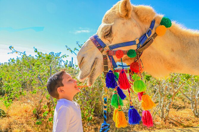Combo Off Road 4x4 UTV Camel Ride Lunch and Tequila Tasting - The unlimited Mexican buffet at the oceanfront restaurant