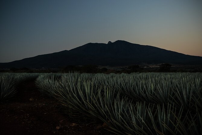 Direct Airport Transfer to Tequila Jalisco - What the private van changes