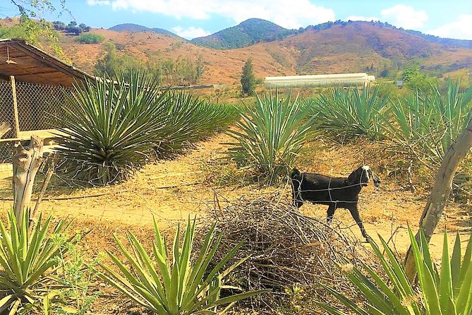 Exclusive Private Tour: Hierve el Agua with Hike, Mezcal & Gastronomy - Teotitlán del Valle shows how natural dyes are made