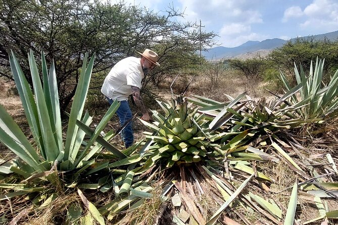 Experience the Mezcal Tour in Oaxaca - Key points to know before booking