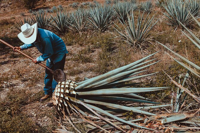 Experience the Mezcal Tour in Oaxaca - Who should book this Oaxaca mezcal tour