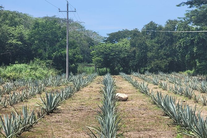 Finca 18 Puerto Vallarta Tequila Tour + Chocolate Pairing - A Family Ranch With Real Character