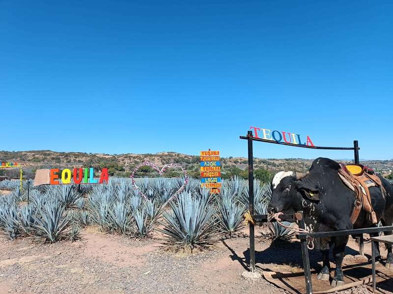Five-star factory: Meet Orendain tequila. - Starting at C. Juárez 21 in central Tequila