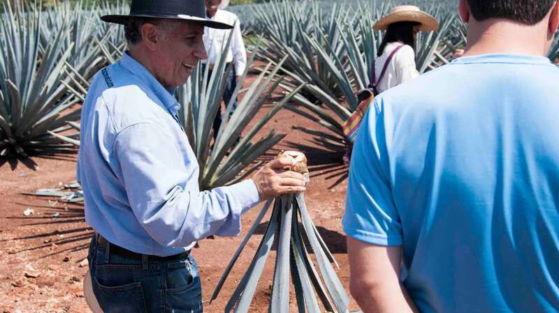 From Guadalajara: Pyramids & Jose Cuervo Tequila Tour - Meeting the Jimadores in the agave fields