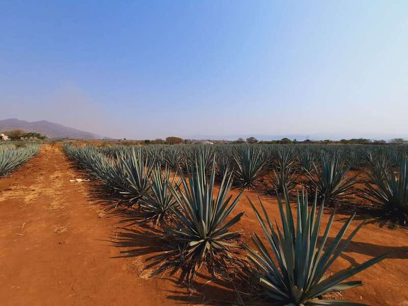 From Guadalajara: Pyramids & Jose Cuervo Tequila Tour - Should you book the Guachimontones and Jose Cuervo tour?