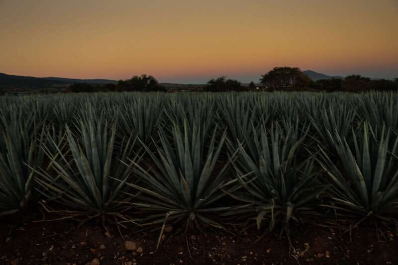 From Guadalajara: Town of Tequila & Jose Cuervo Factory Tour - What $145 Buys You