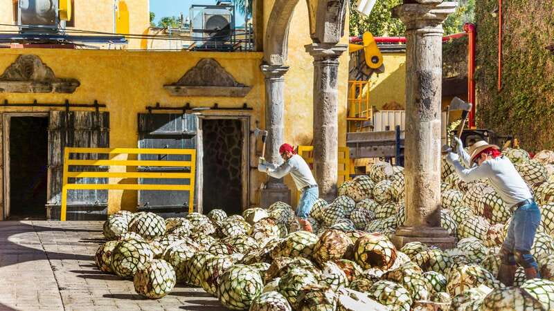 From Guadalajara: Town of Tequila & Jose Cuervo Factory Tour - The Guide Can Make or Break the Day
