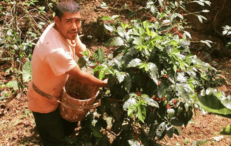 From Huatulco: Coffee and Mezcal Tour - Is the $233 Price Worth It?