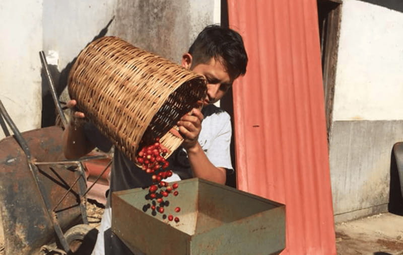 From Huatulco: Coffee and Mezcal Tour - A Short Walk Through Pluma Hidalgo