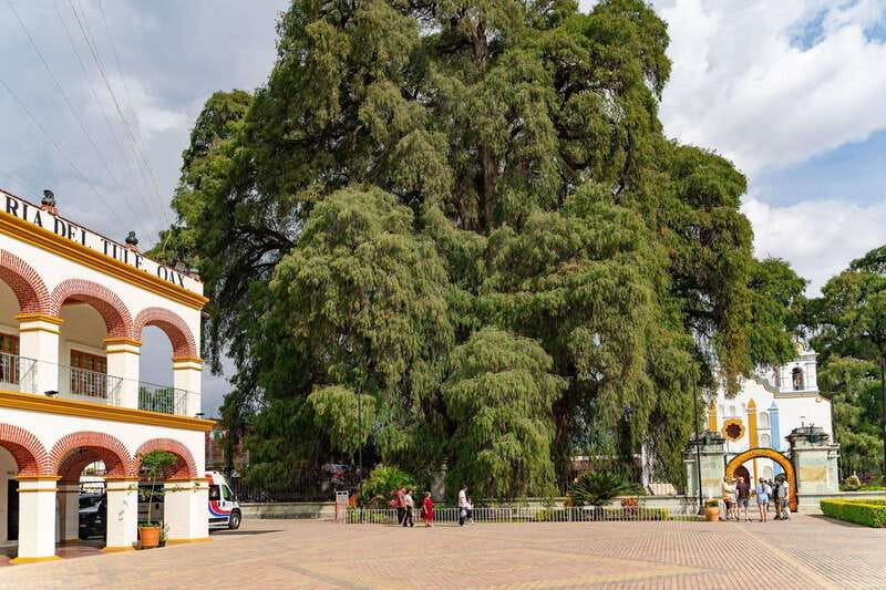 From Oaxaca: City, Mitla, and Mezcal Factory Tour - Why this Oaxaca day trip works