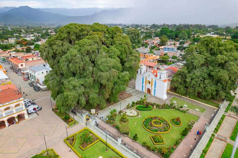 From Oaxaca: City, Mitla, and Mezcal Factory Tour - El Tule tree, a giant first stop