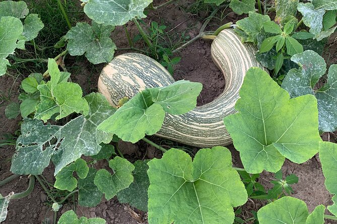 Fruit Garden and Mezcal Tasting Tour with Lunch Included - Leaving Mazatlan for a country ranch
