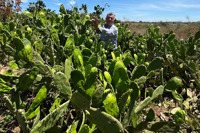 Fruit Garden and Mezcal Tasting Tour with Lunch Included - Timing matters more than the price