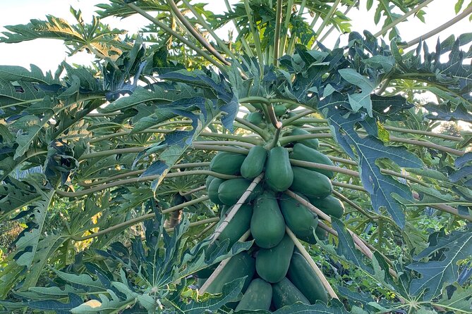Fruit Garden and Mezcal Tasting Tour with Lunch Included - The ranch setting and the possible ATV ride