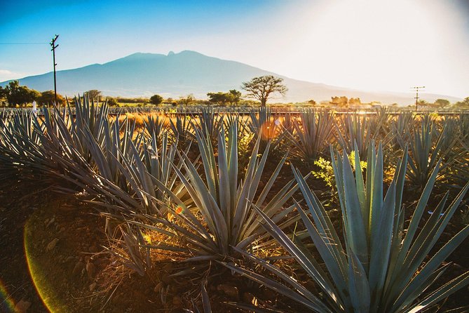 Full-Day Tequila, Jalisco from Puerto Vallarta with Tequila Experience - How the guides affect the experience