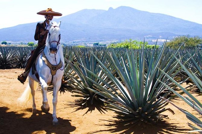 Full-Day Tequila, Jalisco from Puerto Vallarta with Tequila Experience - Comfort, timing, and what to wear