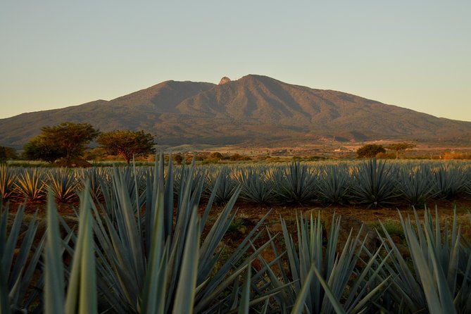 Full-Day Tequila Tour from Guadalajara - Key points at a glance
