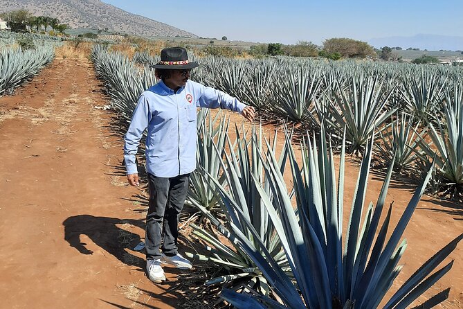 A grower walking the blue agave rows in Jalisco