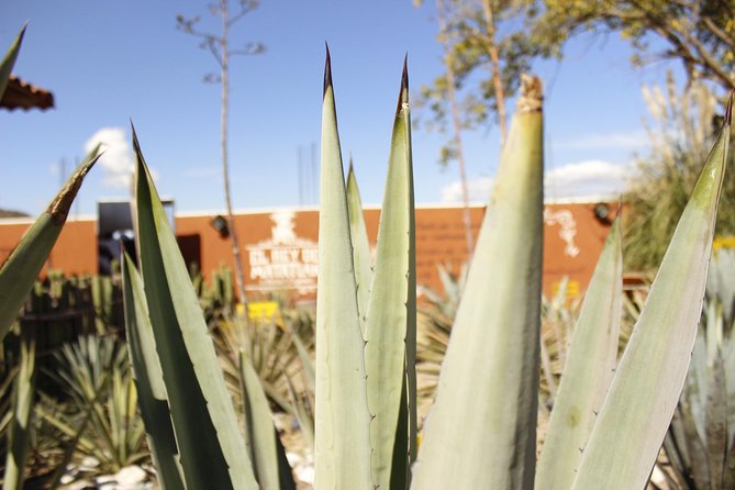 full day tour : Boil the water, Teotitlan, Mezcal, tule and Mitla - Teotitlán del Valle and wool dyed by nature