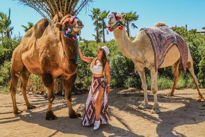 Fun Camel Ride and UTV COMBO with Tequila Tasting! - A slow camel ride beside Migriño Beach