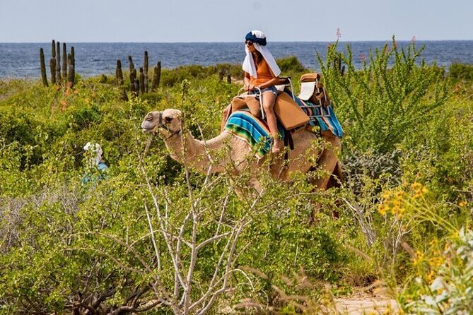 Fun Camel Ride and UTV COMBO with Tequila Tasting! - What the strongest guides add