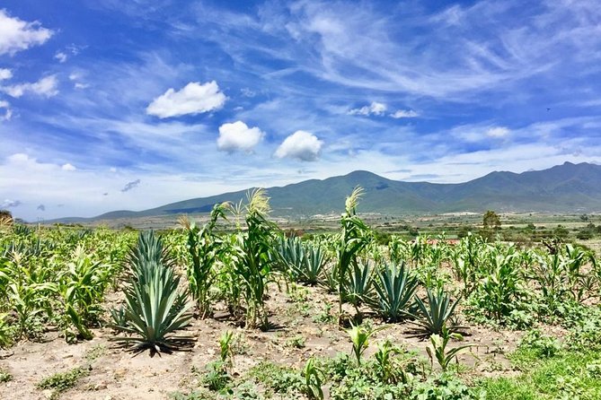 Gastronomy Experience, Culture Mezcal,Tasting & Textiles. Private Tour. - Agave Fields and the Making of Mezcal
