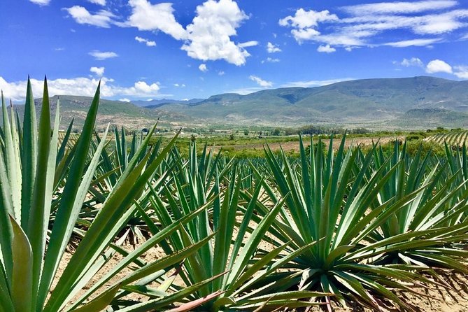 Gastronomy Experience, Culture Mezcal,Tasting & Textiles. Private Tour. - Guides, Personalization, and the Day’s Tone