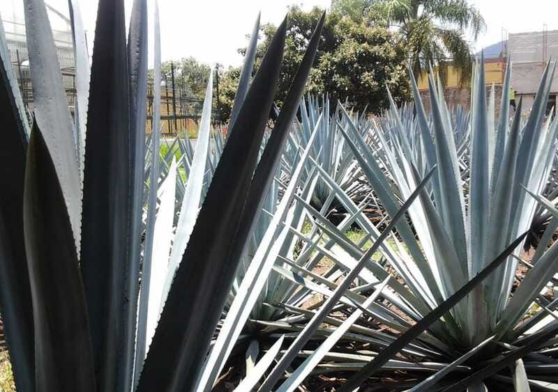Guadalajara: Horse Riding on the Tequila Route with Tastings - Horseback riding through blue agave