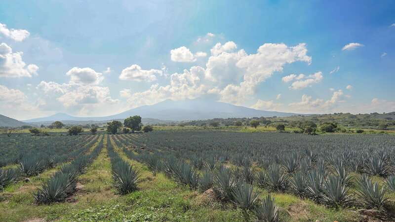 Guadalajara: Premium Tequila Tour with Tastings and Pairings - Key points to know before booking