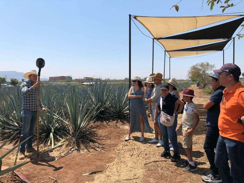 Guadalajara: Premium Tequila Tour with Tastings and Pairings - Who should take this tequila tour?