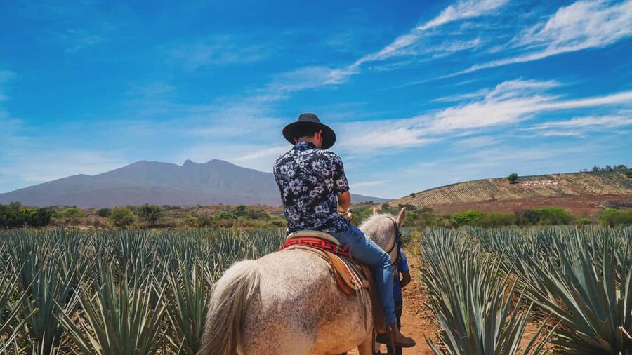 Guadalajara: Tequila Day Trip with Jose Cuervo Option - From Guadalajara to the blue agave fields