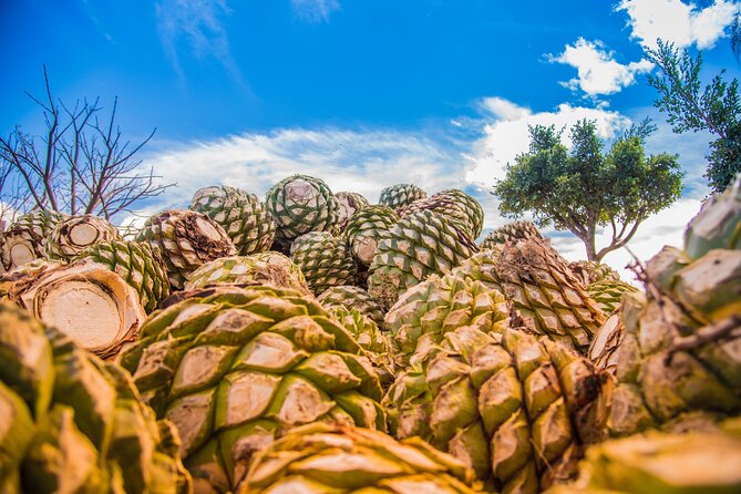 Hierve el Agua, Mitla, Tule, Teotilán and Mezcal factory - Who should book this Oaxaca excursion?