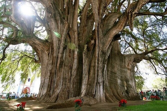 Hierve el Agua, Mitla, Tule, Teotilán and Mezcal factory - Tule begins the route with a very old tree