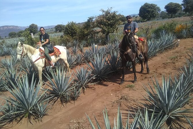 Horseback Riding Tour in The Agave Field with Lunch - Is the tour good value?
