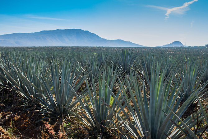 José Cuervo Tequila Day Experience from Guadalajara - What the $107 price really buys you