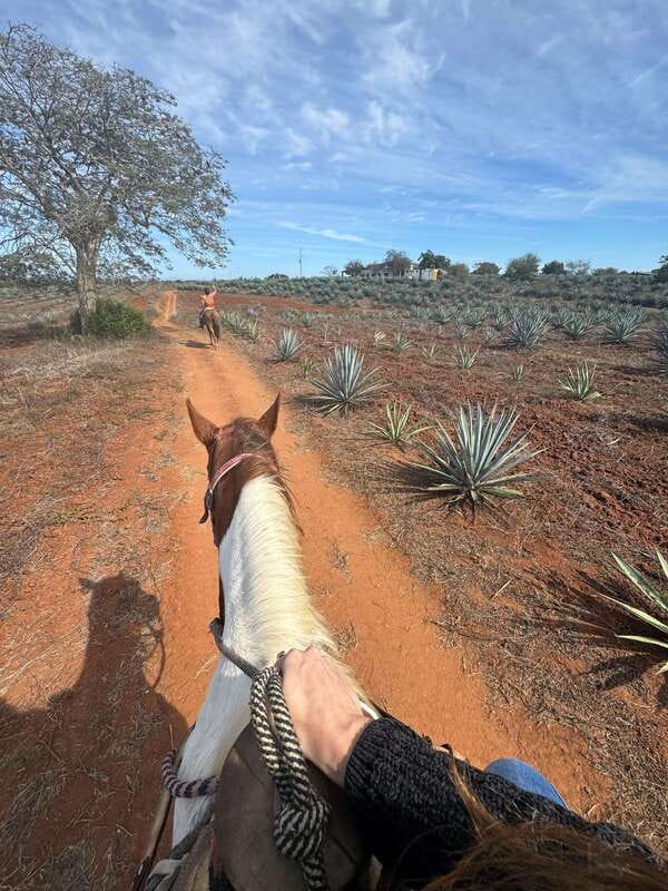 Jungle and beach horseback ride + lunch + mezcal - The short shopping stop and ranch atmosphere