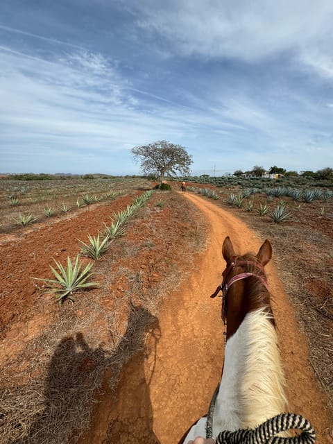Jungle and beach horseback ride + lunch + mezcal - Timing, cancellation, and who should book