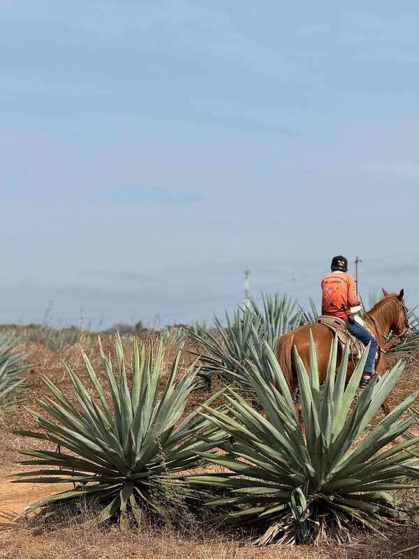 Jungle and beach horseback ride + lunch + mezcal - Should you book the jungle and beach horseback ride?