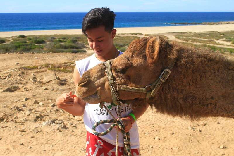 Los Cabos: Camel Ride Safari with Lunch and Tequila Tasting - Camels, surf, and desert in one short outing